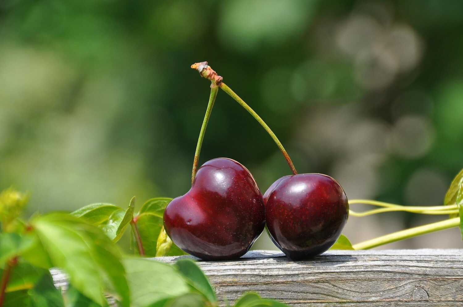 zasto su tresnje zdrave