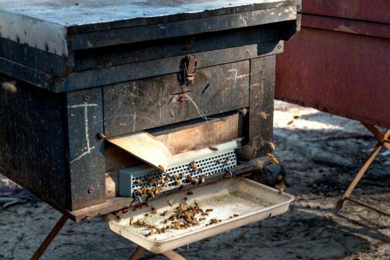 Read more about the article Zašto je propolis zdrav: 10 moći propolisa za zdravlje
