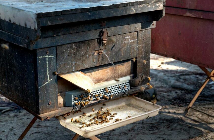 Zašto je propolis zdrav: 10 moći propolisa za zdravlje