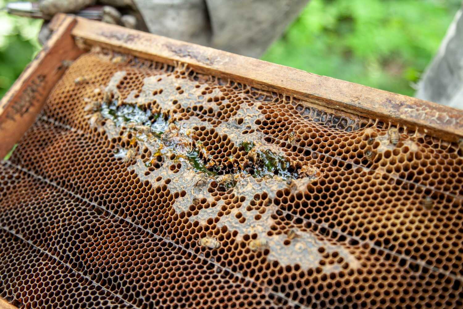 zašto je propolis zdrav