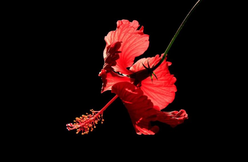 Zašto je zdrav hibiskus: 10 moći hibiskusa za zdravlje